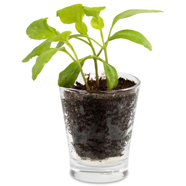 Caffeino-Glas Caffeino-Glas, inkl. 4-farbigem Druck