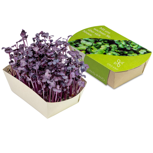 Microgreens-Gärtchen Microgreens-Gärtchen, inkl. 4-farbigem Druck