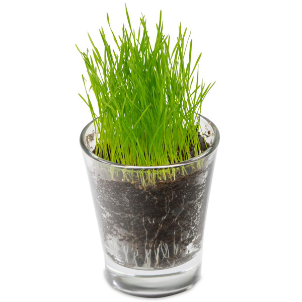 Caffeino-Glas Caffeino-Glas, inkl. 4-farbigem Druck
